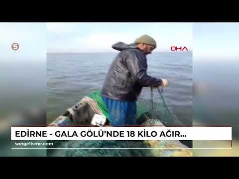 EDİRNE - Gala Gölü’nde 18 kilo ağırlığında sazan balığı yakalandı